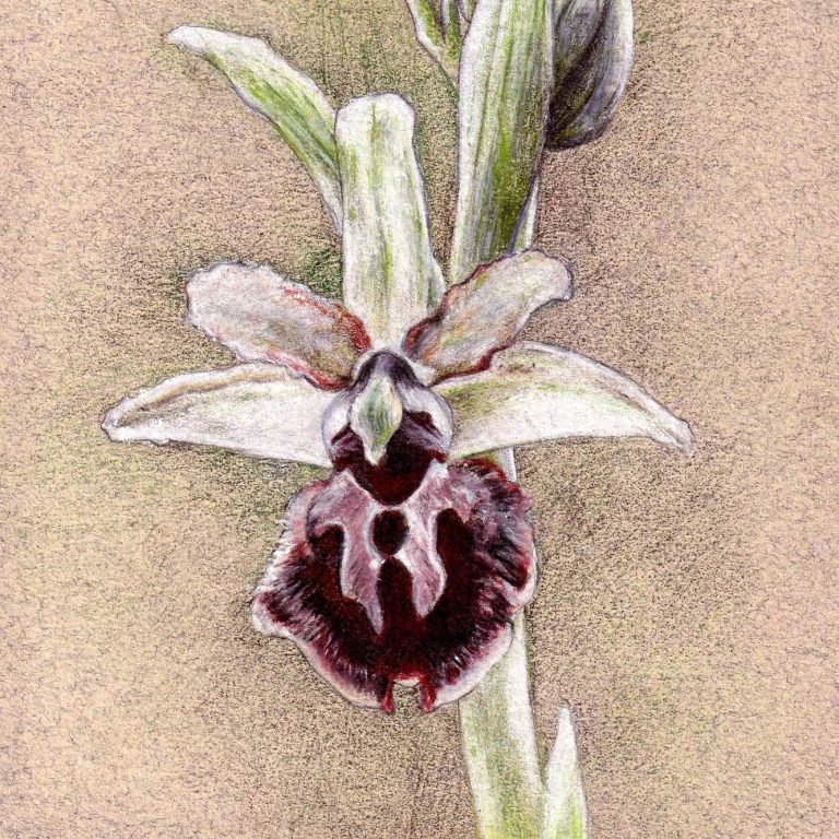 "Fambé", crayons de couleur, 21x29,7 cm